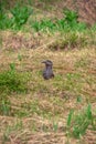 Selective focus. Spotted nutcracker (Nucifraga caryocatactes Linnaeus) in the taiga of the Western Sayans.