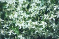 Clematis flammula fragrant white flowers texture in spring garden Royalty Free Stock Photo