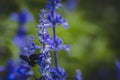 Selective Focus on Spring insects.