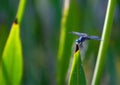 Selective focus of a springwater dancer dragonfly on the grass in a field with a blurry background