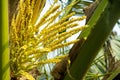 Selective focus on sprout flowers of young fresh coconuts on the tree Royalty Free Stock Photo