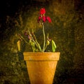 Selective focus square shot of a withering red iris in a yellow pot Royalty Free Stock Photo