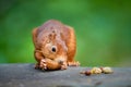 Selective focus of a squirrel side view eating nuts with the blurred background