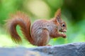 Selective focus of a squirrel side view standing on a branch with blurred background