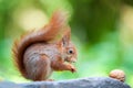 Selective focus of a squirrel side view standing on a branch with a nut in the blurred background