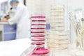 Selective focus of stack of petri dish with agar and a scientist microbiologist working on a microscope at the back. Royalty Free Stock Photo