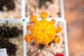 Selective focus Standing Pretty Small Cactus with an Orange Flower on Top Royalty Free Stock Photo