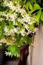 Selective focus of star jasmine flowers Trachelospermum jasminoides with blurred background Royalty Free Stock Photo