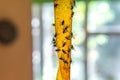 Selective focus Sticky flypaper with glued flies, trap for flies or fly-killing device. in home background, copyspace. fly strip Royalty Free Stock Photo