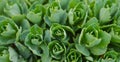 Selective focus. Stonecrop in sunlight, ornamental garden plant. Sedum prominent (Sedum spectabile). Royalty Free Stock Photo