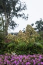 Selective focus on succulents in the gardens just outside of the Alcatraz prison