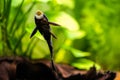 selective focus of suckermouth catfish or common pleco (Hypostomus plecostomus) eating on the aquarium glass