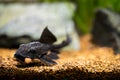 selective focus of a suckermouth catfish or common pleco (Hypostomus plecostomus)