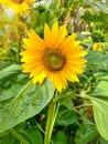 Selective Focus on Sunflower.Sunflower in field. Closeup of yellow sun flower. Farming concept. Background, nature, summer, seed,
