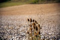 Selective focus on a sunny bunch of thistles with the plowed textured field in the background