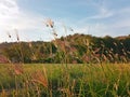 Selective Focus of tall grass prairie with blue sky and mountain background Royalty Free Stock Photo