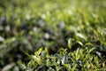 Selective focus on tea leaf in tea plantation Royalty Free Stock Photo