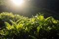 Selective focus on tea leaves Royalty Free Stock Photo