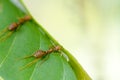 Selective focus team works red ants create their nest by green tree leaf Royalty Free Stock Photo