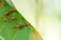 Selective focus team works red ants create their nest by green tree leaf Royalty Free Stock Photo