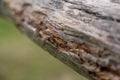 Selective focus on termite damage to a tree branch with blurred background Royalty Free Stock Photo