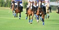 Selective focus tha Ball Of Horse polo Royalty Free Stock Photo