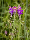three bird toadflax flowers (Linaria triornithophora) with blurred background Royalty Free Stock Photo