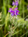 three bird toadflax flowers (Linaria triornithophora) with blurred background Royalty Free Stock Photo