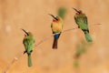 Selective focus of three colorful white-fronted bee-eater birds perched on a tree branch Royalty Free Stock Photo