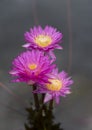 Three vivid pink lotus flowers with yellow pollen is blooming in the pond. Water lily Royalty Free Stock Photo