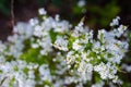 Selective focus Thunberg Spirea or Spiraea Thunbergii bush blossom, flurry of small white flowers appears very early Spring, Royalty Free Stock Photo