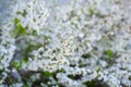 Selective focus Thunberg Spirea or Spiraea Thunbergii bush blossom, flurry of small white flowers appears very early Spring, Royalty Free Stock Photo