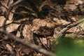 Selective Focus Of A Timber Rattlesnake In Woods Outdoors
