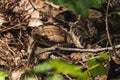 Selective Focus Of A Timber Rattlesnake In Woods Outdoors