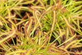 A selective focus on a tiny strap-like Cape Sundew Drosera capensis variety carnivorous plant leaf with wet and sticky tentacles Royalty Free Stock Photo