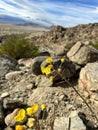Selective Focus! Tiny Yellow Flowers! Desert Life
