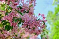 Selective focus to branches of pink Cherry blossoms flowers. Blooming Sakura tree flowers during spring season in park. Royalty Free Stock Photo