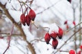 Selective focus to dried ripe red berries of medical rosehip on bush without leaves with thorns covered with snow flakes and ice c Royalty Free Stock Photo