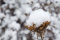 Selective focus to head of dry flower close up covered white fluffy snowflakes and ice crystals on blurred winter garden backgroun