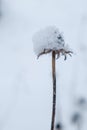 Selective focus to head of dry flower close up covered white fluffy snowflakes and ice crystals on blurred winter garden or meadow Royalty Free Stock Photo