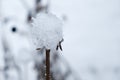 Selective focus to head of dry flower close up covered white fluffy snowflakes and ice crystals on blurred winter garden or meadow Royalty Free Stock Photo