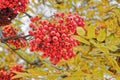 Selective focus to red rowan berries growing on a tree branches with yellow leaves. Colors of autumn nature, medicinal berries of Royalty Free Stock Photo