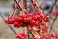 Selective focus to red rowan berries growing on a tree branches with yellow leaves. Colors of autumn nature, medicinal berries of Royalty Free Stock Photo