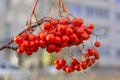 Selective focus to red rowan berries growing on a tree branches with yellow leaves. Colors of autumn nature, medicinal berries of Royalty Free Stock Photo