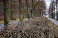 Selective focus to twigs of bushes growing beside sidewalk of alley along Tiergarten park of Berlin Germany. Perspective view.