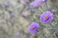 Selective focus to violet-lavender Aster Alpinus or blue Alpine Daisy on blurred autumnal garden flower bed background. Royalty Free Stock Photo