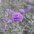 Selective focus to violet-lavender Aster Alpinus or blue Alpine Daisy on blurred autumnal garden flower bed background.