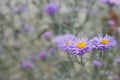 Selective focus to violet-lavender Aster Alpinus or blue Alpine Daisy on blurred autumnal garden flower bed background.