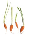 Selective focus, Top view of fresh carrots isolated on white background Royalty Free Stock Photo