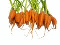 Selective focus, Top view of fresh carrots isolated on white background Royalty Free Stock Photo